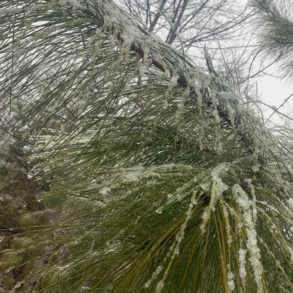 Meet your Posher, Lillian